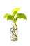 Golden pothos with root in reuse glass bottle on white background