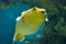 Golden Pufferfish