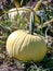 Golden pumpkins in the field