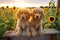 Golden Pups on Rustic Bench at Sunset