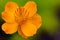 Golden Queen Trollius chinensis vibrant orange flower head on
