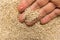 Golden Quinoa seed. Person with grains in hand. Macro. Whole foo