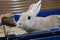 Golden rabbit in a blue cage. Domestic cute pet for children