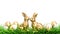 Golden rabbits Easter eggs decoration white background