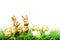 Golden rabbits Easter eggs green grass vibrant