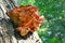 Golden racket fungus on a tree known as chicken of the wood