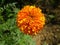 Golden Radiance: Captivating Marigold Flowers in Full Bloom