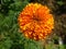 Golden Radiance: Captivating Marigold Flowers in Full Bloom
