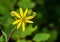 Golden Ragwort - Packera aurea