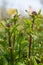Golden ragwort Packera aurea, young shoots in the sun