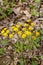 Golden Ragwort - Senecio aureus - 2