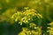 Golden ragwort Senecio doria, star-like yellow flowers in close-up