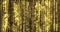 Golden rain, gold glitter particles, magic light sparks curtain. Glowing glittering Christmas background, shiny sparkling and