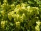 Golden Rain tree, Koelreuteria paniculata, unripe seed pods close-up, selective focus, shallow DOF