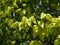 Golden Rain tree, Koelreuteria paniculata, unripe seed pods close-up, selective focus, shallow DOF