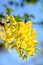 Golden rain tree Laburnum anagyroides