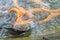 Golden  rainbow trout in the fish farm splashing in the water