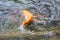 Golden  rainbow trout in the fish farm splashing in the water