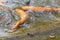 Golden  rainbow trout in the fish farm splashing in the water