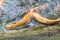 Golden  rainbow trout in the fish farm splashing in the water