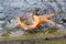 Golden, rainbow trout in the fish farm splashing in the water.