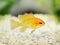 Golden Ram Dwarf cichlid Mikrogeophagus ramirezi freshwater aquarium fish