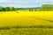 Golden rapeseed field