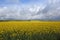 Golden rapeseed fields