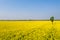 Golden rapeseed flowers in blossom