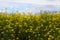 Golden Rapseed field close up
