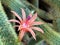 The golden rat tail Cleistocactus winteri or Rat tail cactus