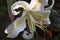 Golden-rayed lily