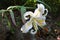 Golden-rayed lily