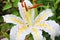 Golden-rayed lily ( Lilium auratum ) flowers.