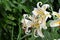 Golden-rayed lily ( Lilium auratum ) flowers.
