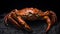 Golden red King Crab seafood Delicious meal food photography