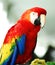 Golden Red Macaw Bird