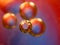 Golden red spheres in abstract space. Close up shot. Blurred background. Selective soft focus. Glittering spheres in