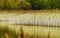 Golden reed - autumn in Bedfont Lakes Country Park, London, UK