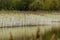 Golden reed / Bedfont Lakes Country Park