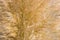 Golden reed or long eared grass texture