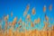 Golden Reeds against sun and blue sky. Reeds near the lake. Back