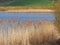 Golden reeds beside a lake in sunlight