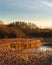 Golden Reeds of Pennington