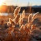 Golden reeds in the rays of the setting sun. Shallow depth of field