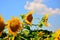 Golden reflections at sunrise - sunflowers and bees