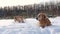 Golden retiever dogs in winter