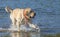 Golden Retrieve dog enjoying the water on the beach