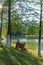 Golden Retriever accompanies its owner by the lake