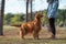 Golden Retriever accompanies owner on grass in park